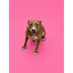 Photo of Lupa, adoptable Terrier (Unknown Type, Medium) in Doral, Florida