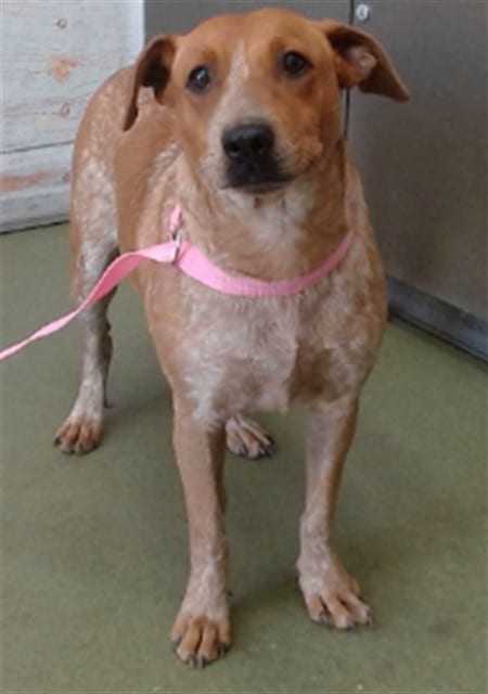 Photo of Senior Australian Cattle Dog mix, adoptable Australian Cattle Dog mix in Devore, California