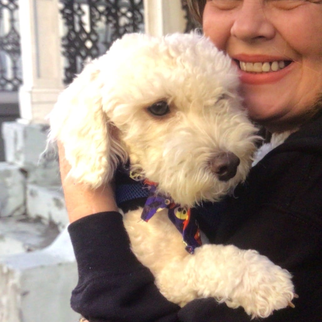 Photo of Snowy, adoptable Maltese / Poodle, Miniature
