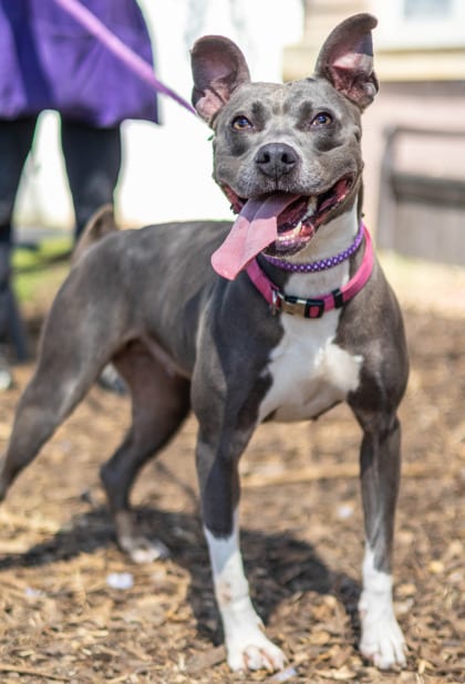 Photo of Gravity, adoptable dog in Chamblee, Georgia