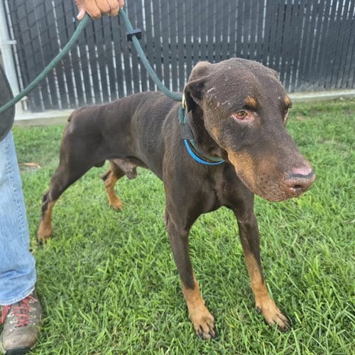 Photo of Simba, adoptable Doberman Pinscher in Long Beach, California