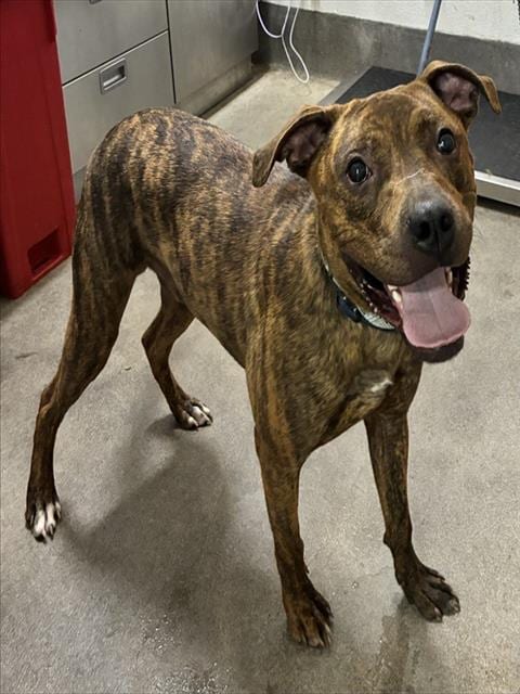 Photo of Rover, adoptable Pit Bull Terrier in Forestville, Maryland