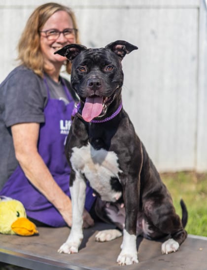 Photo of Marianna, adoptable dog in Chamblee, Georgia
