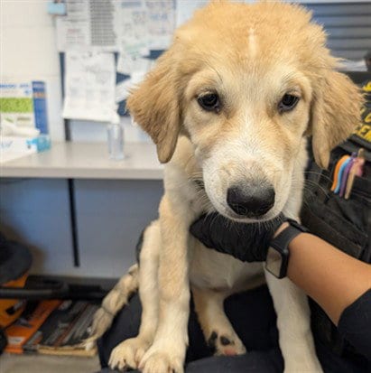 Photo of Zaira, adoptable German Shepherd Dog in Mesa, Arizona