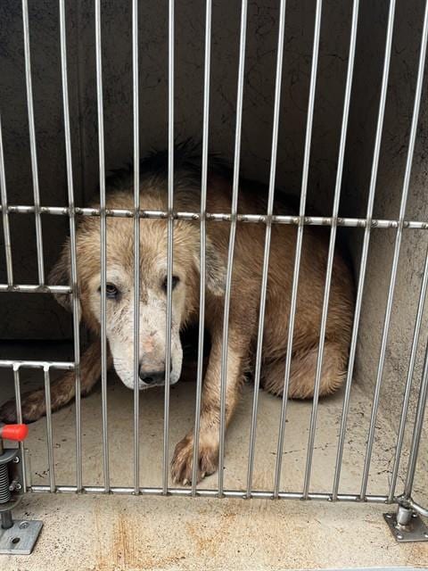 Photo of Wilson, adoptable Great Pyrenees mix in Oklahoma City, Oklahoma