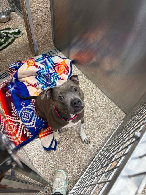 Photo of Lulu, adoptable Pit Bull Terrier in Martinsburg, West Virginia