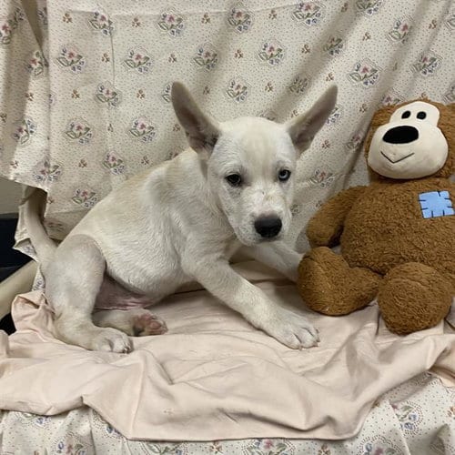 Photo of A614660, adoptable Siberian Husky in Modesto, California