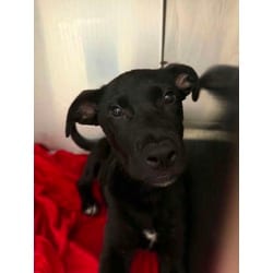 Photo of Juno, adoptable Mixed Breed (Medium) in Baton Rouge, Louisiana