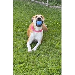 Photo of Ruby, adoptable Mixed Breed (Medium) in Baton Rouge, Louisiana