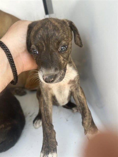 Photo of A661447, adoptable Pit Bull Terrier in Houston, Texas
