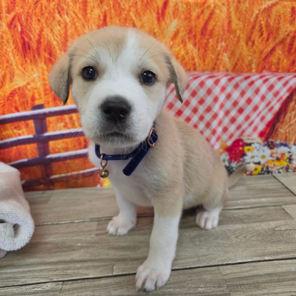 Photo of Chandler, adoptable Pyrenees, Great / Shepherd, Australian in Normal, Illinois