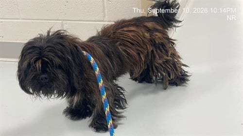 Photo of Chipper, adoptable Shih Tzu in Ocala, Florida