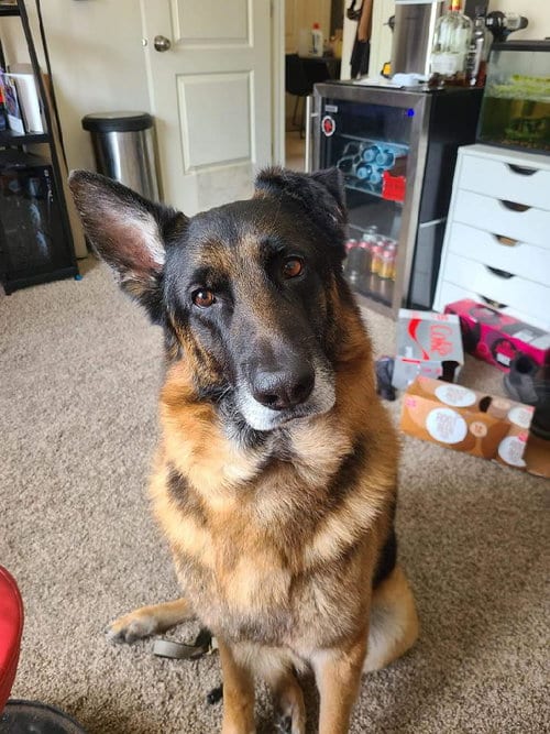 Photo of Bane (CL), adoptable German Shepherd Dog in Durham, North Carolina