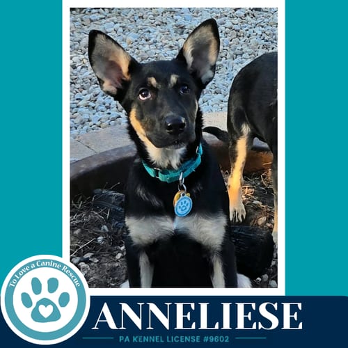 Photo of Anneliese (Prost Pups) 100326, adoptable German Shepherd Dog in Kimberton, Pennsylvania