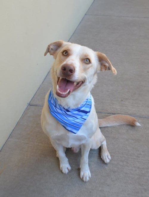 Photo of Umber, adoptable Labrador Retriever in McKinney, Texas