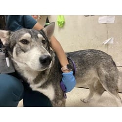 Photo of Richie, adoptable Husky in Jurupa Valley, California