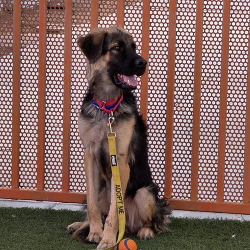 Photo of Jack Skellington, adoptable German Shepherd Dog in Las Vegas, Nevada