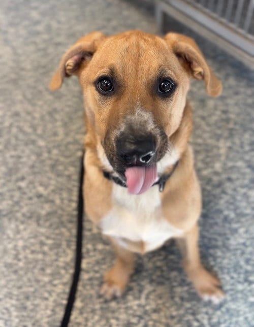 Photo of Harvey, adoptable Terrier in Bemidji, Minnesota