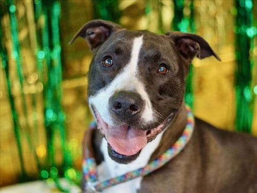 Photo of Colbie, adoptable Pit Bull Terrier in Los Angeles, California