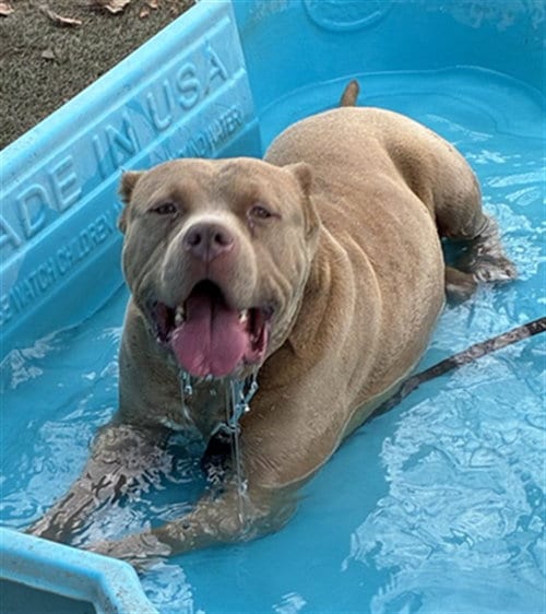 Photo of Rock, adoptable Pit Bull Terrier in San Bernardino, California