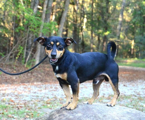 Photo of Hank, adoptable Dachshund in Willingboro, New Jersey
