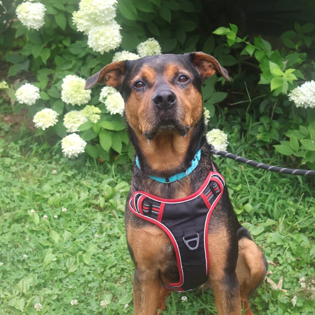 Photo of Pooh Bear, adoptable Mixed Breed (Large) in St. Charles, Missouri