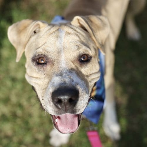 Photo of Saber, adoptable American Staffordshire Terrier in San Antonio, Texas