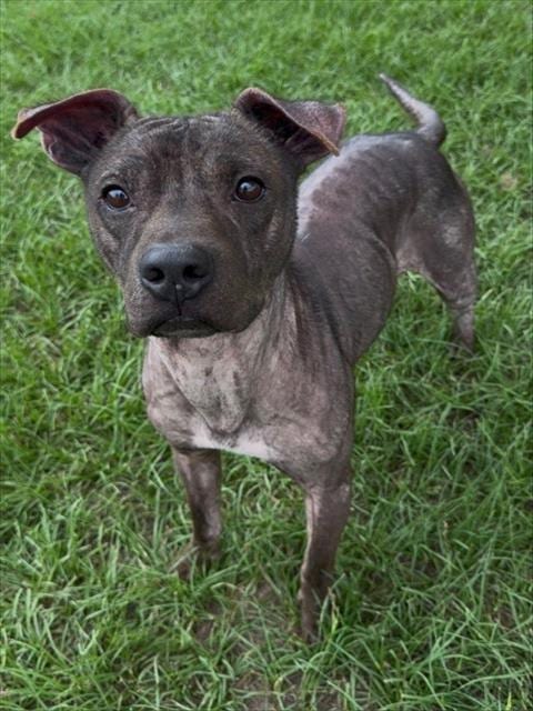 Photo of Buzz, adoptable Pit Bull Terrier in Conroe, Texas