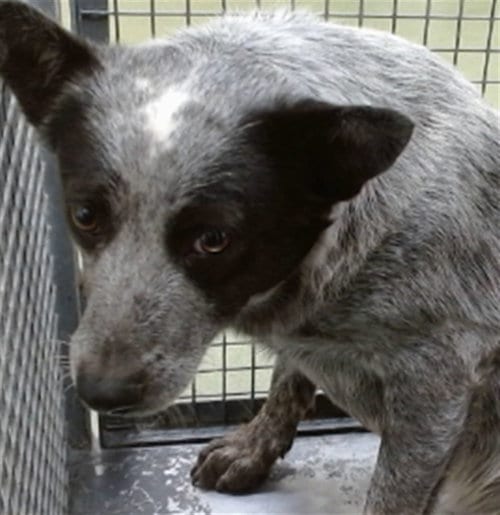 Photo of Bluey, adoptable Australian Cattle Dog/Blue Heeler in San Bernardino, California