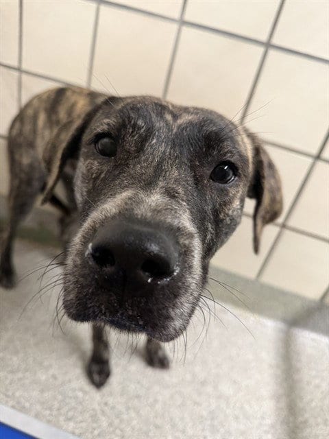 Photo of A188659, adoptable Plott Hound in Pasadena, Texas