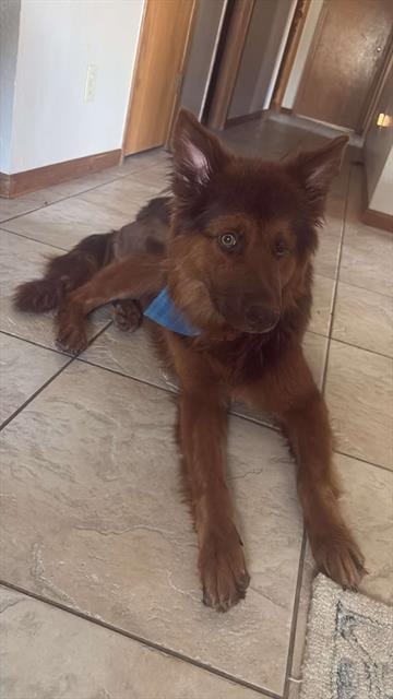 Photo of Odin, adoptable Chow Chow in Visalia, California