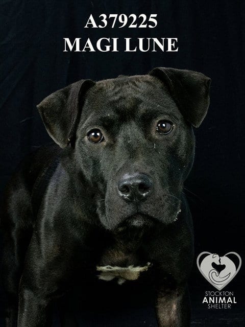 Photo of Magi Lune, adoptable Pit Bull Terrier in Stockton, California