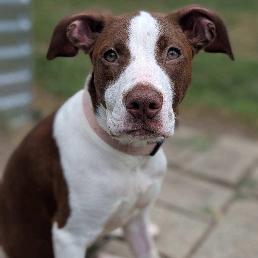 Photo of Layla, adoptable Terrier, Pit Bull / Mix in Boonville, Missouri