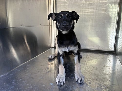 Photo of Missy, adoptable German Shepherd Dog in Mesa, Arizona