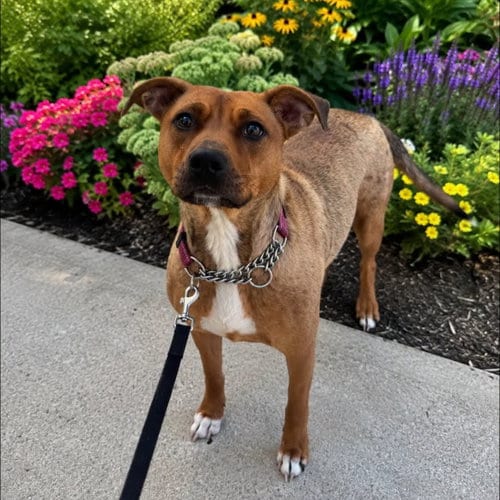 Photo of Brim, adoptable American Staffordshire Terrier in New Oxford, Pennsylvania