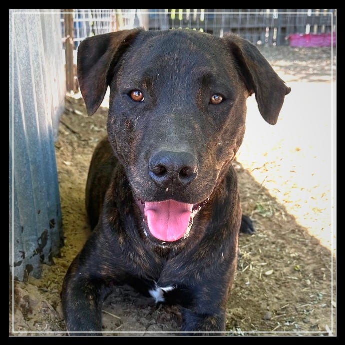 Photo of Zephyr, adoptable Mastiff / Mixed Breed (Medium) in Riverwoods, Illinois