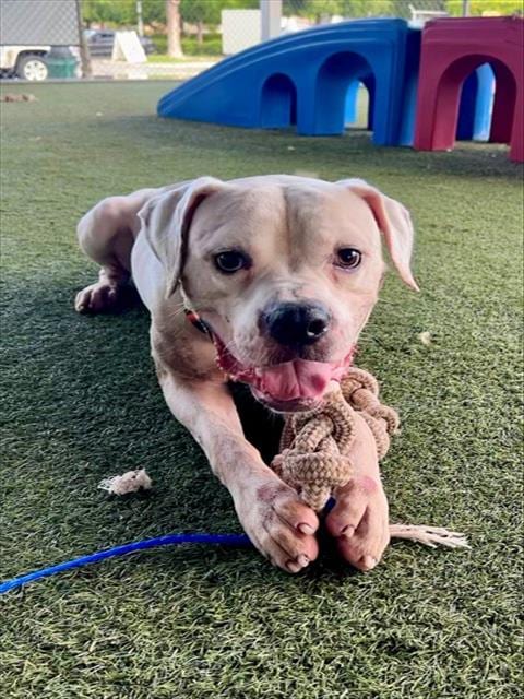 Photo of Duke, adoptable American Bulldog in Miami, Florida