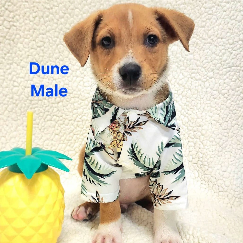 Photo of Dune, adoptable Shepherd, Australian in Monticello, Iowa