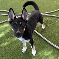 Photo of Dallas 0367, adoptable German Shepherd Dog in Loxahatchee, Florida