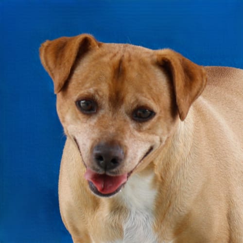 Photo of Archie, adoptable Retriever in Pasadena, California