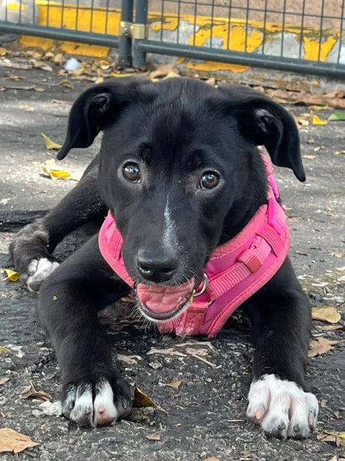 Photo of luna, adoptable Labrador Retriever in Margate, Florida