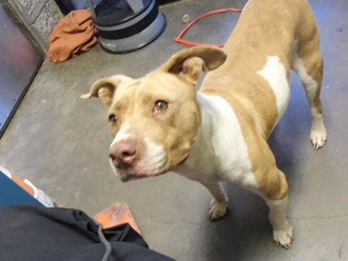 Photo of Sugar Tea, adoptable Pit Bull Terrier in Tulsa, Oklahoma