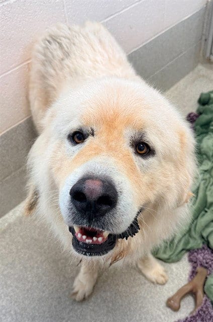 Photo of Roosevelt, adoptable Great Pyrenees in Statesville, North Carolina