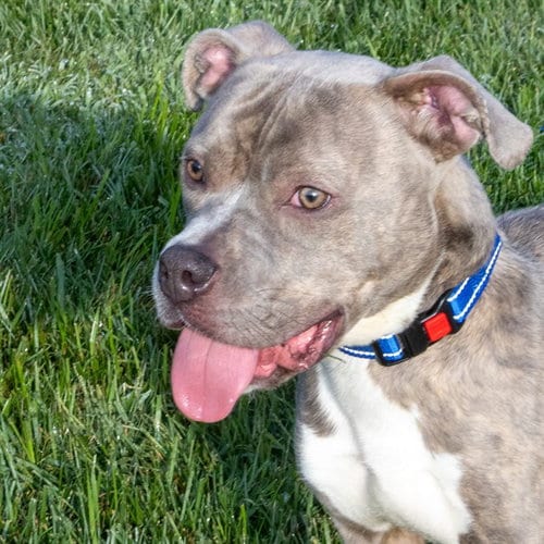 Photo of Coolio, adoptable Pit Bull Terrier in Maryland, Missouri