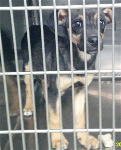 Photo of A481407, adoptable German Shepherd Dog in Oklahoma City, Oklahoma