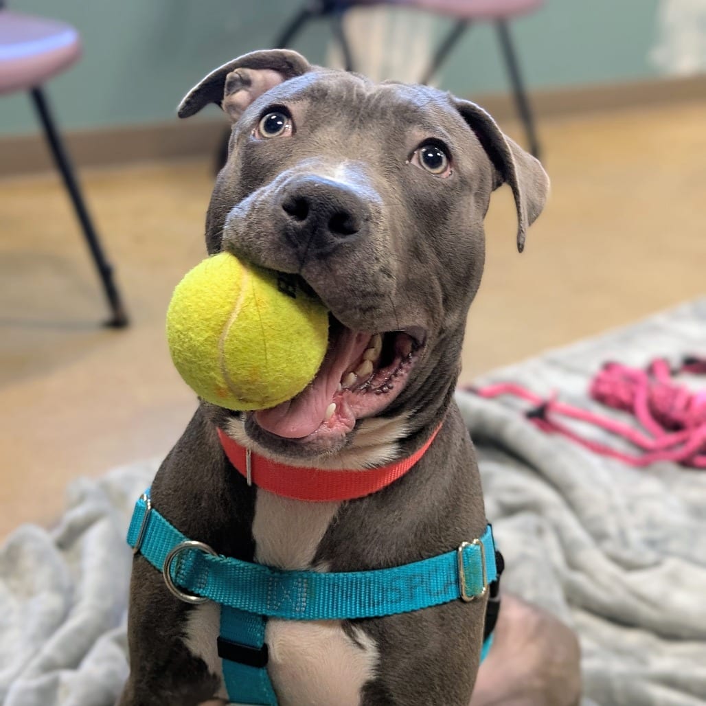 Photo of Storm, adoptable Terrier, American Pit Bull in Baltimore, Maryland