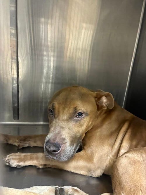 Photo of Stuffing, adoptable Pit Bull Terrier in San Pedro, California