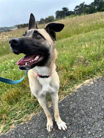 Photo of Dahlia, adoptable Belgian Shepherd Malinois in McKinleyville, California