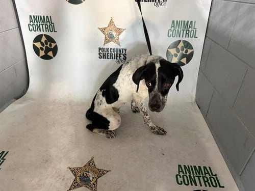 Photo of Brinda, adoptable Pointer in Winter Haven, Florida