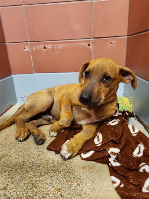 Photo of Mickey, adoptable Staffordshire Bull Terrier in Houston, Texas